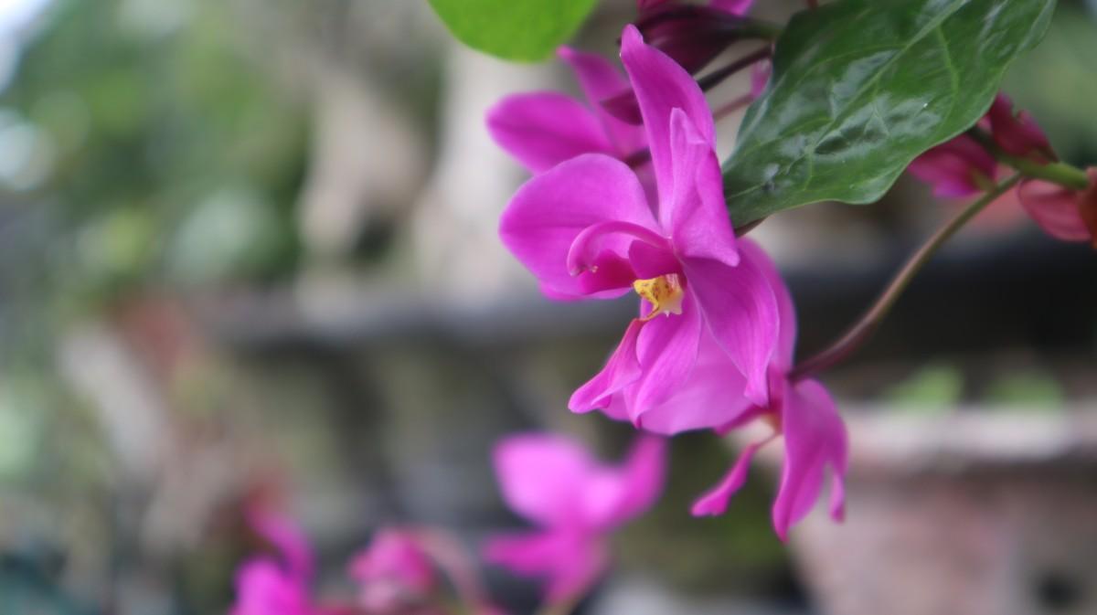 Ground Orchid Plant