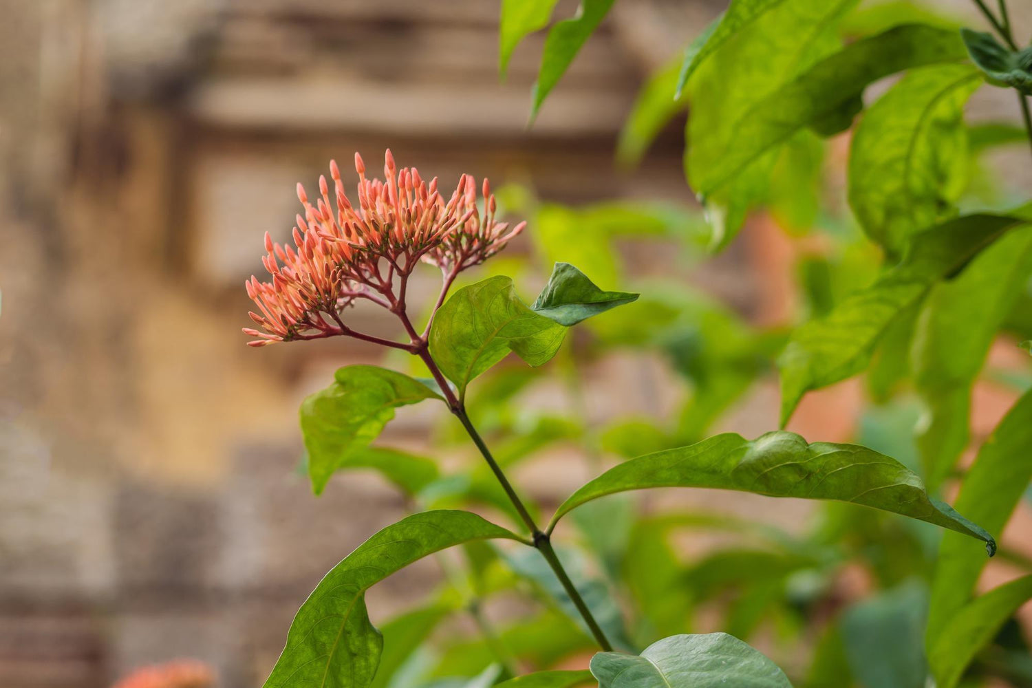 Hamelia