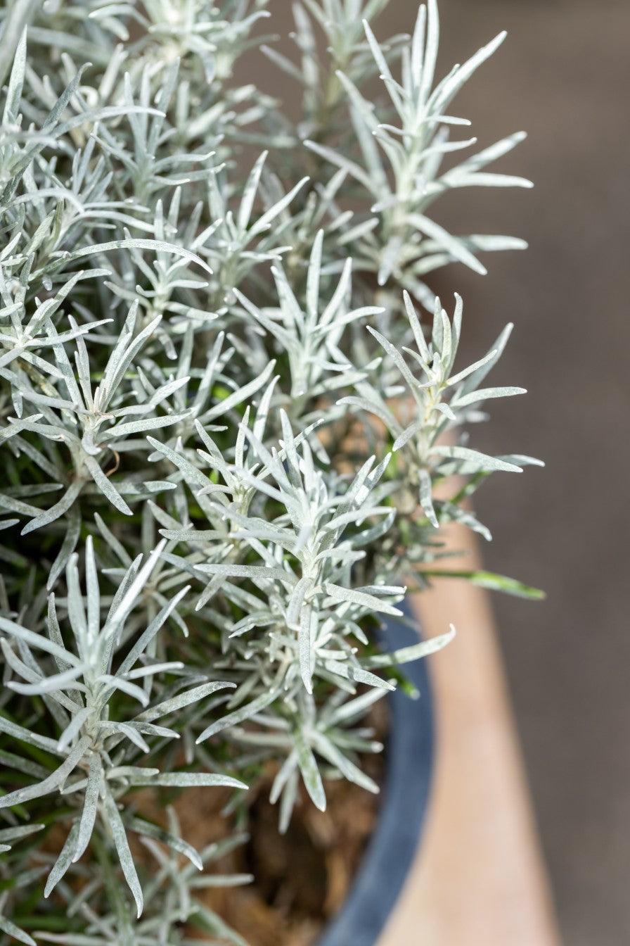 Himalaya Plant