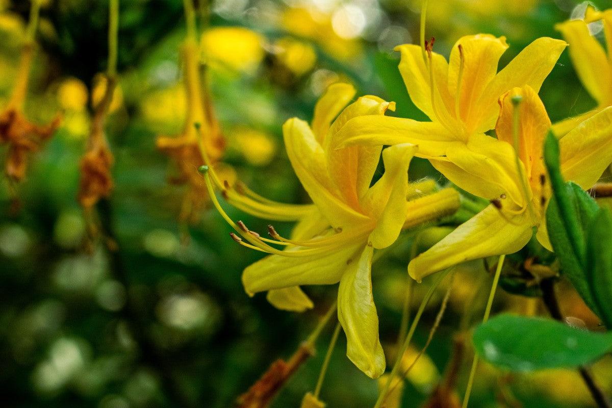 Honey suckle Plant