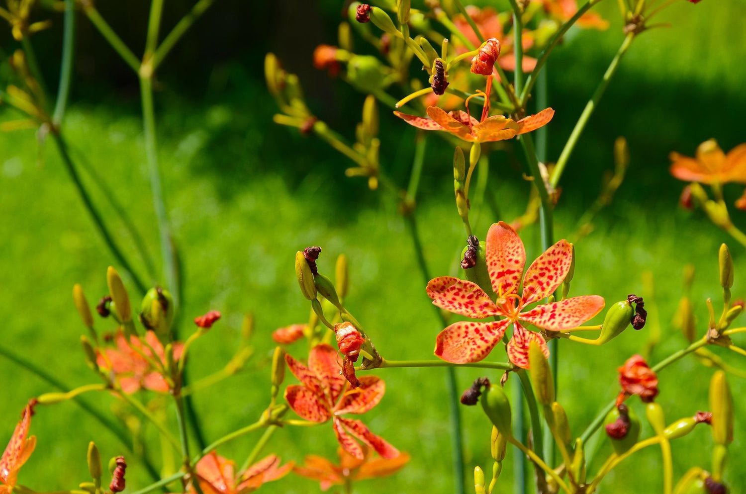 Iris Lily Plant