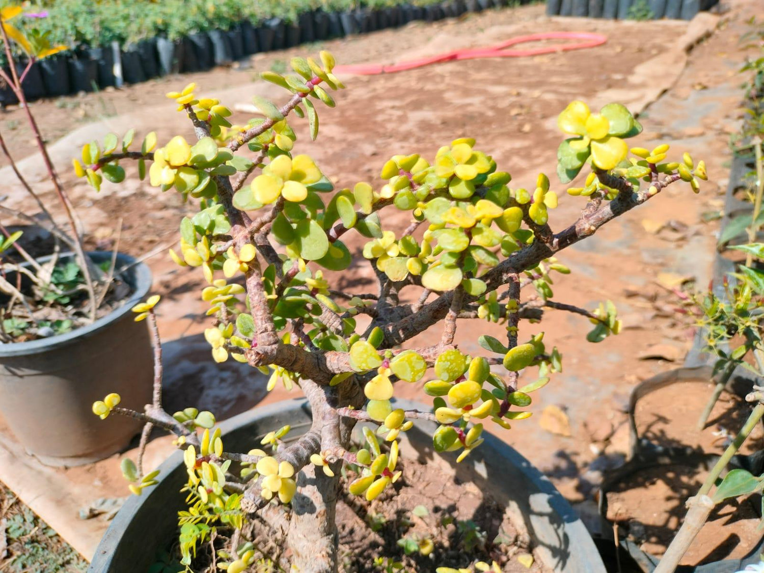 Jade Plant Green
