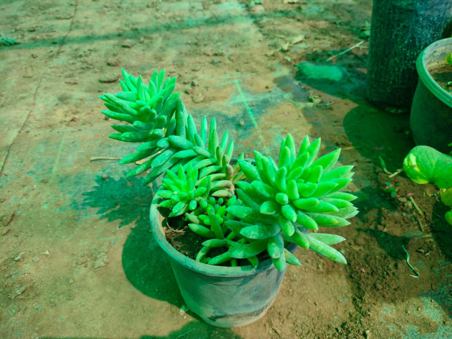 Leman Hurted Cactus