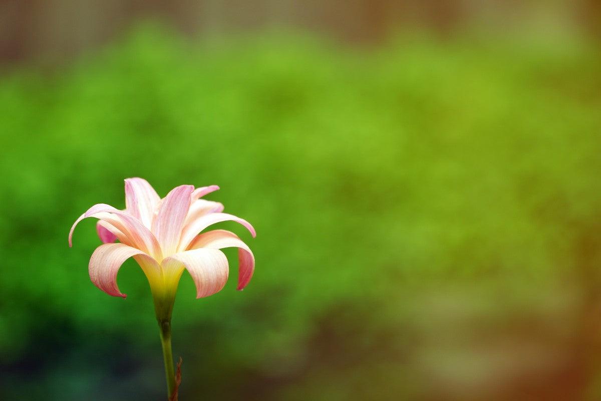 Lily Plant