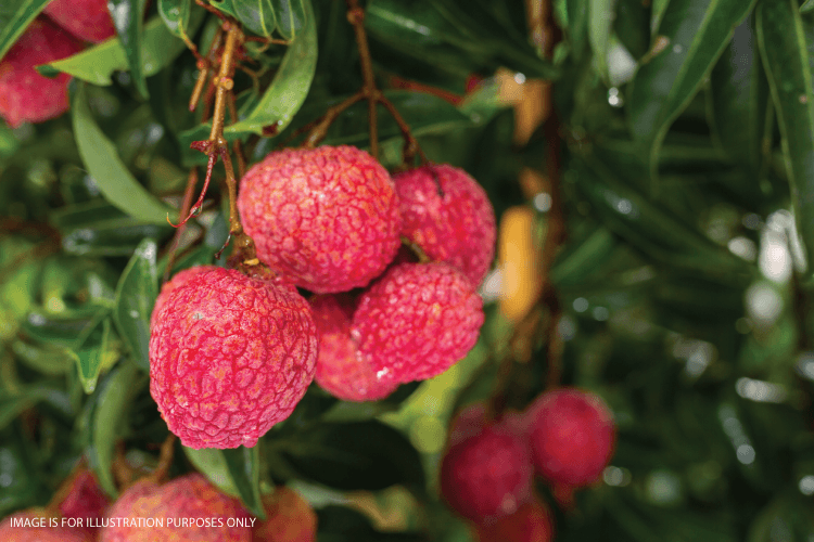 Litchi Crush Recipes – Mapro