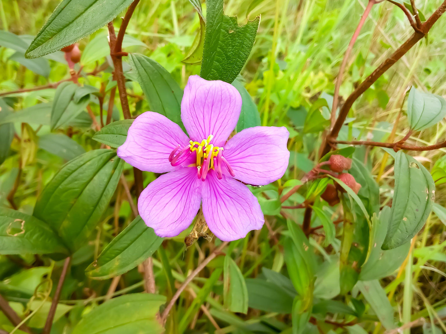 Melastoma Plant