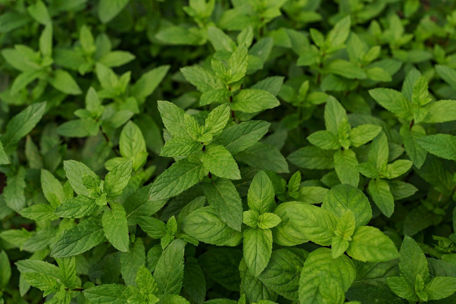 Mint