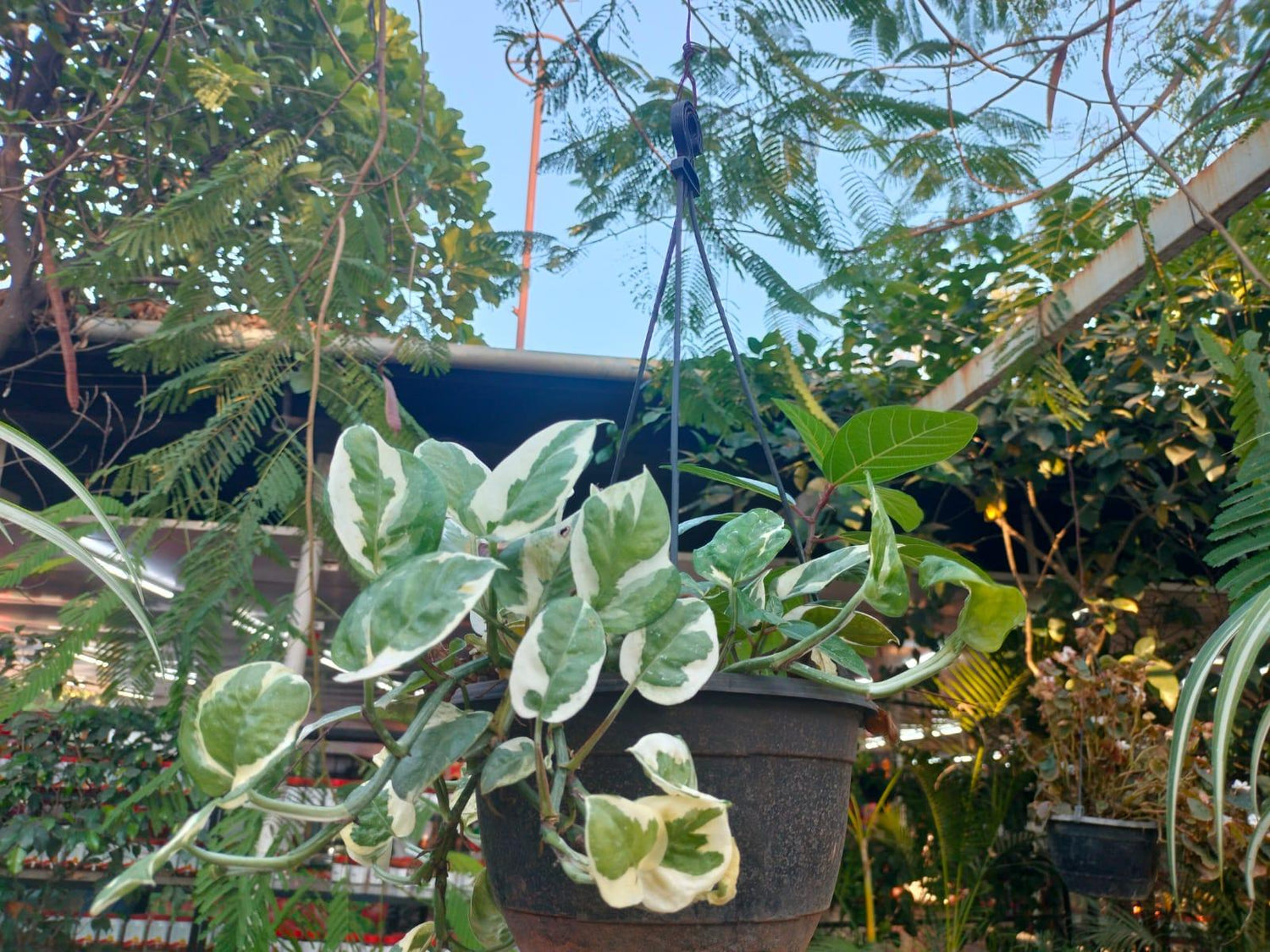 Money plant Enjoy