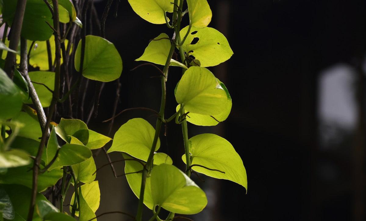 Money Plant Golden