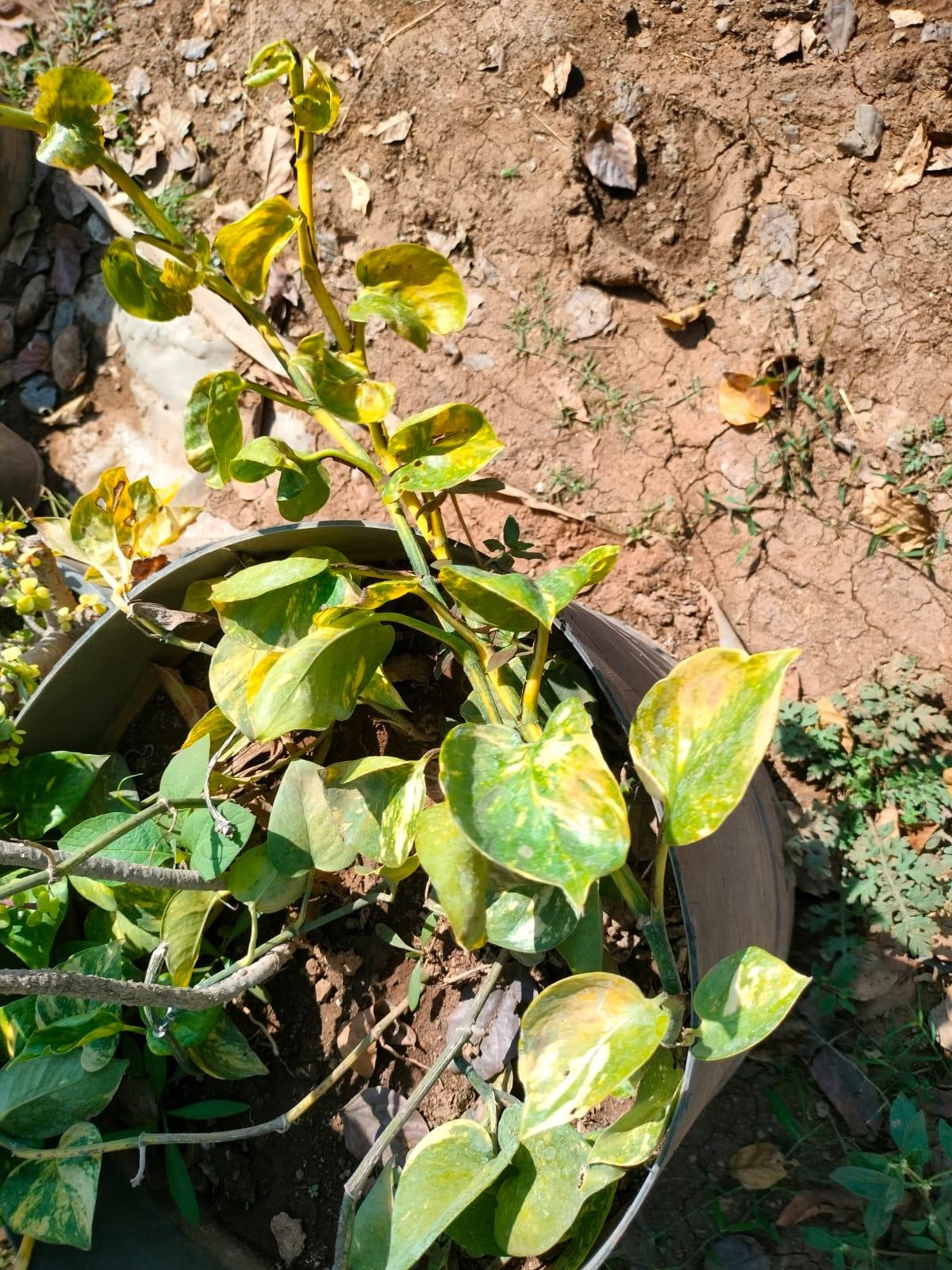 Money Plant Goldking