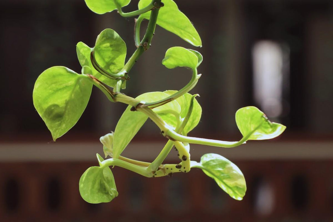 Money plant varigated