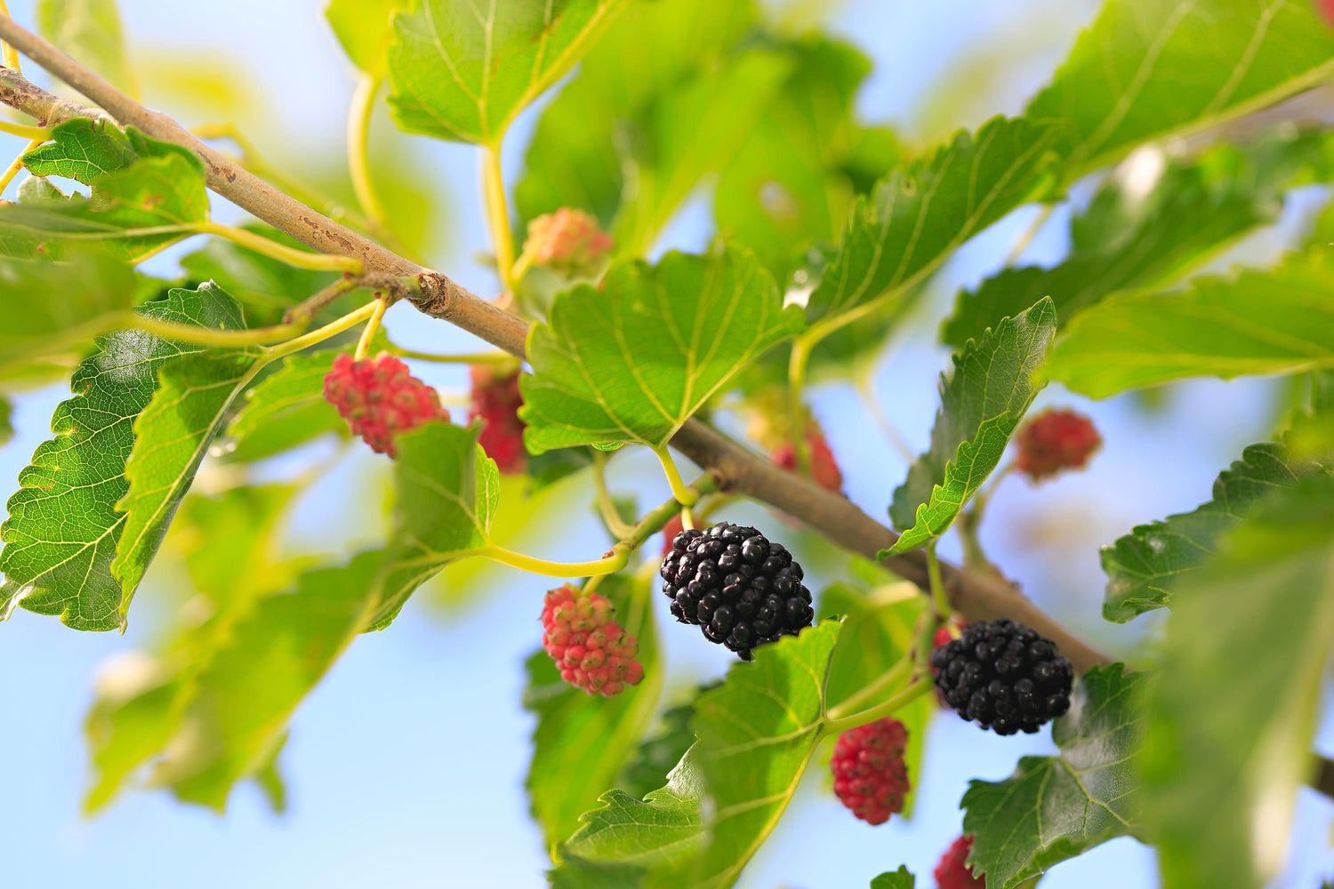 Mulberry