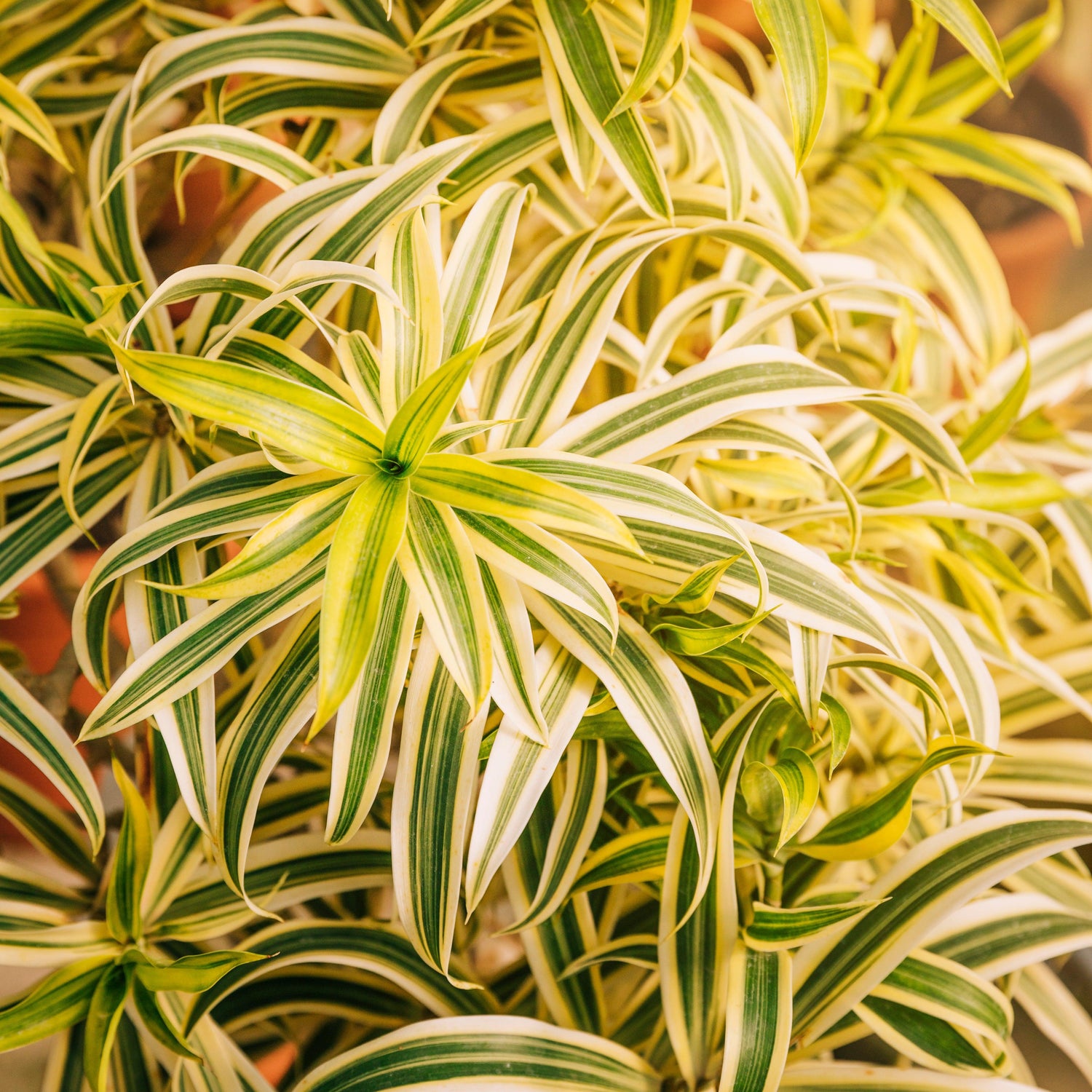 Pendanus plant