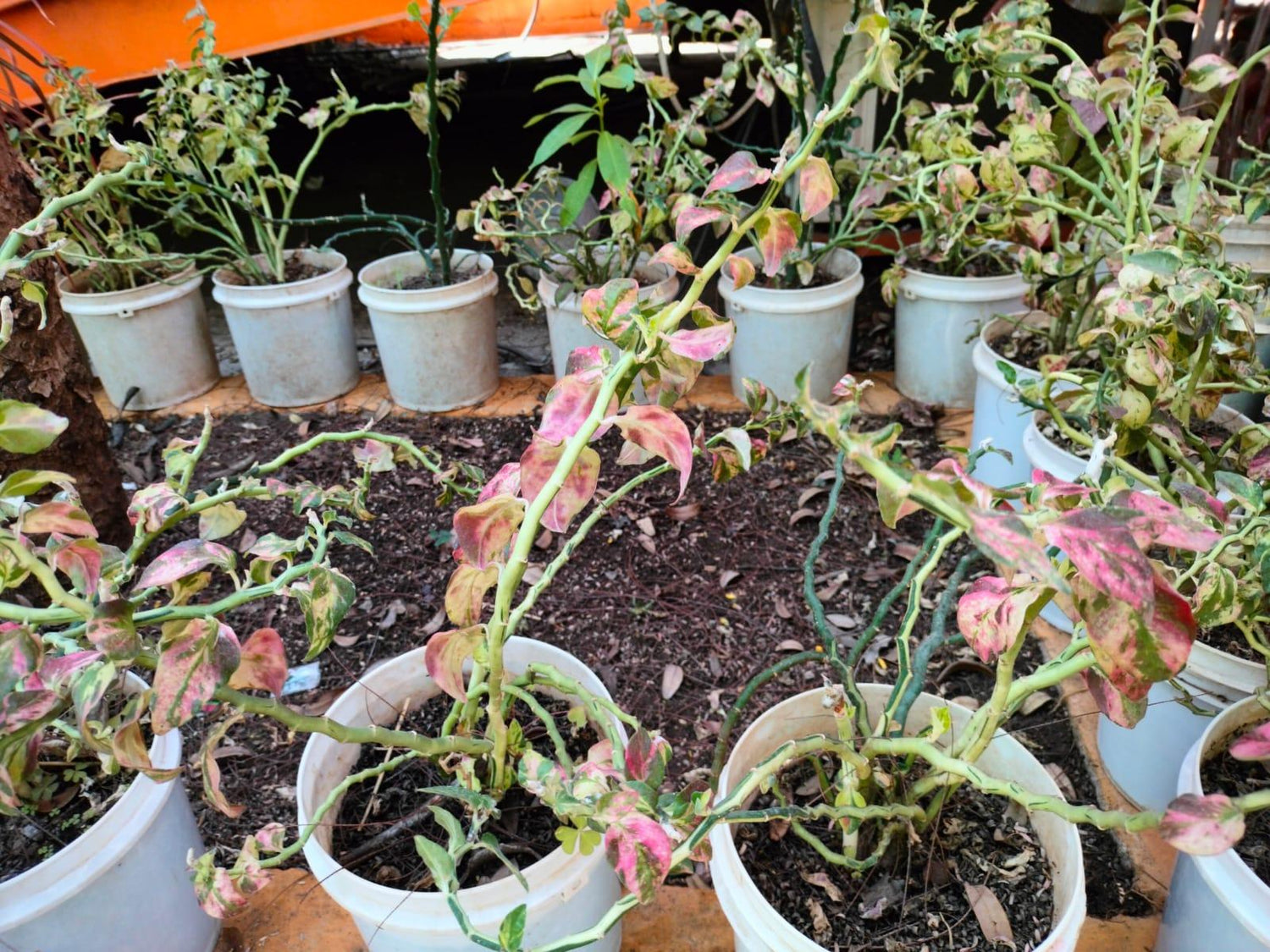 Pedilanthus Big Varigated Plant