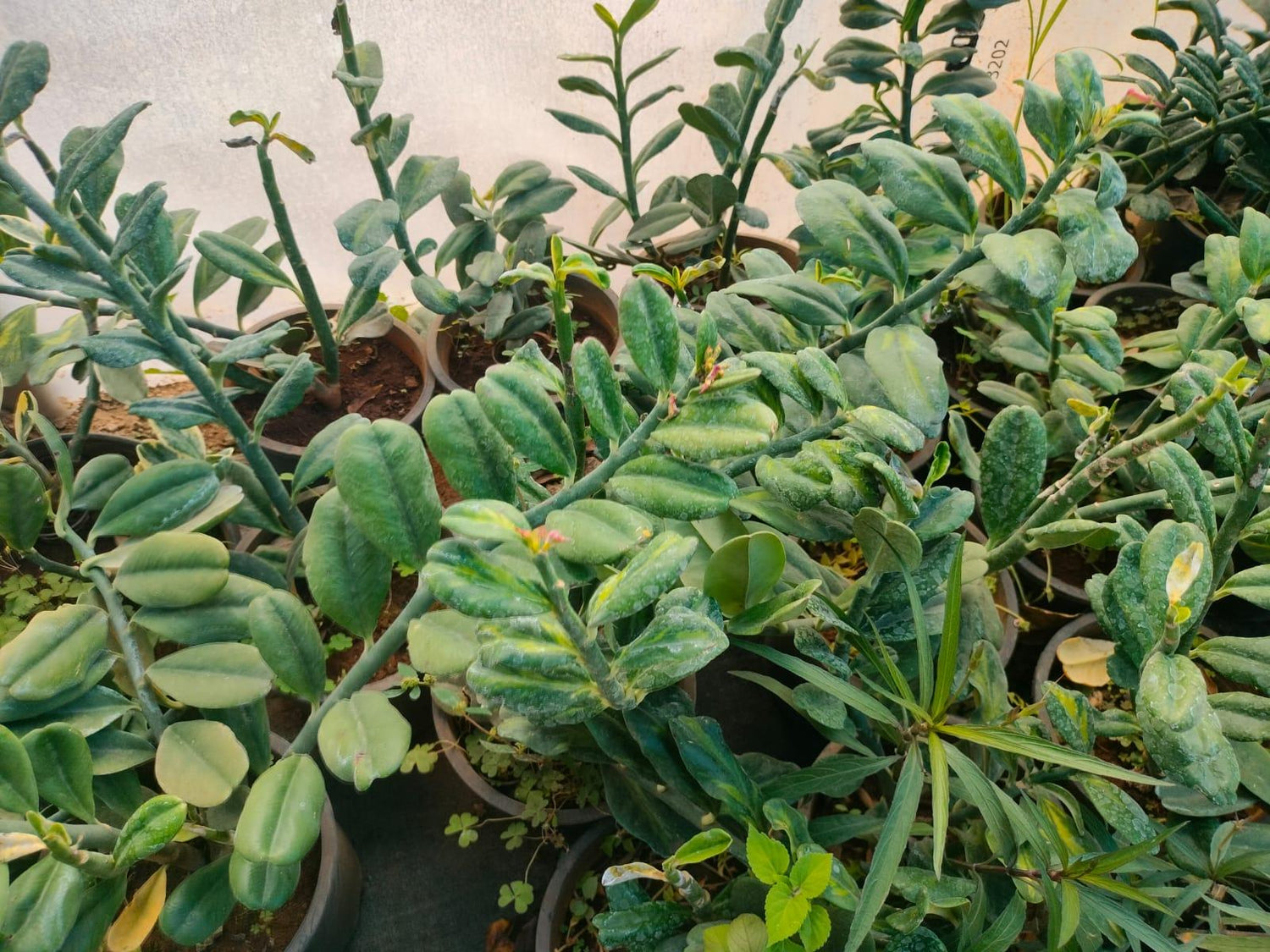 Pedilanthus Green Big Leaf