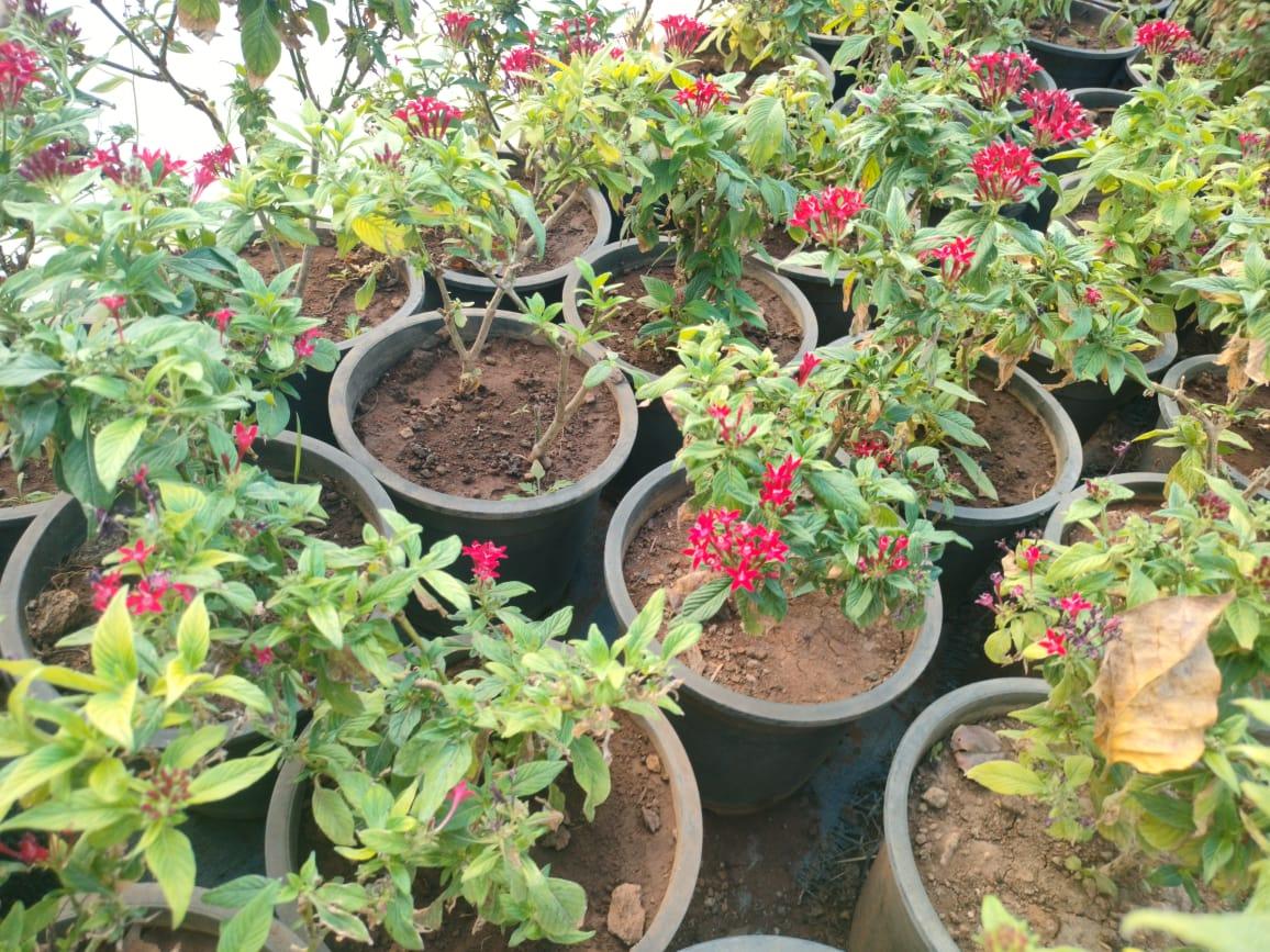 Pentas