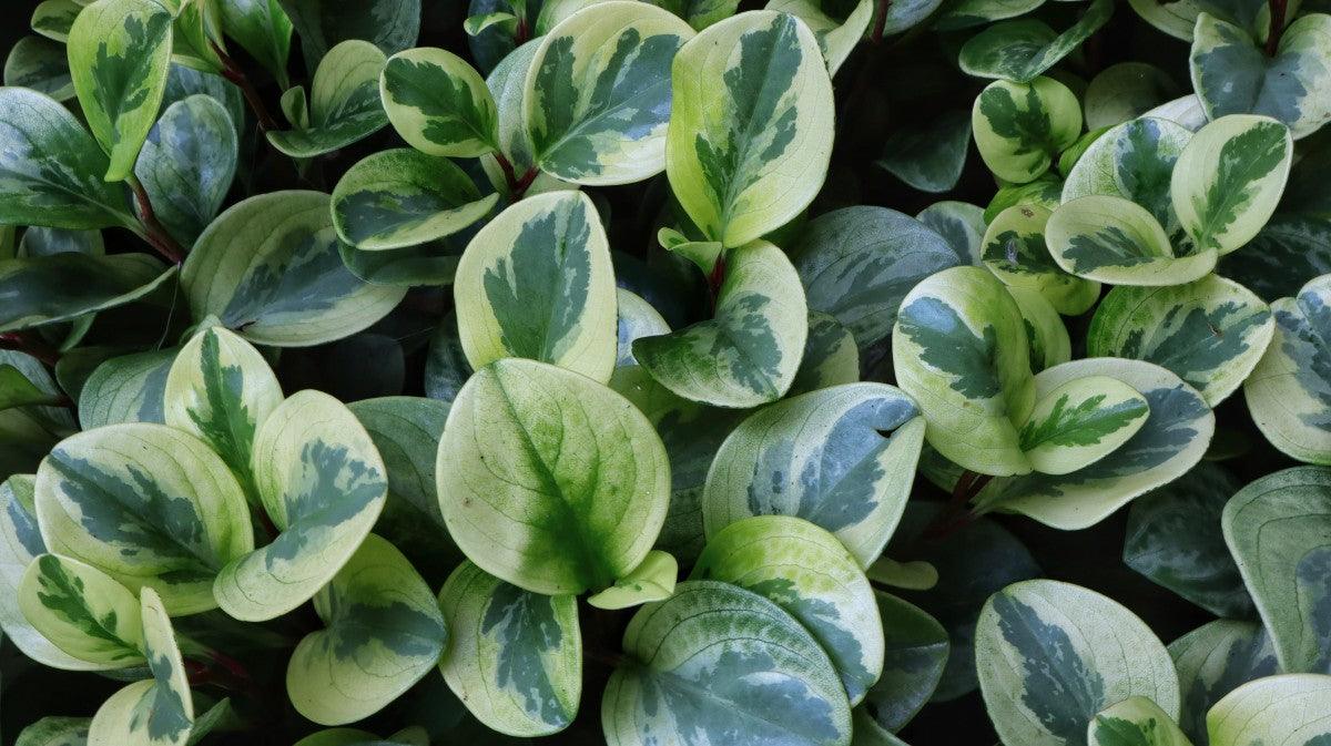Peperomia