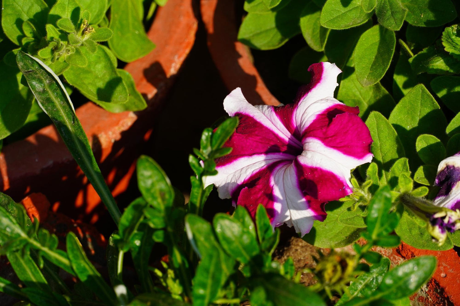 Petunia