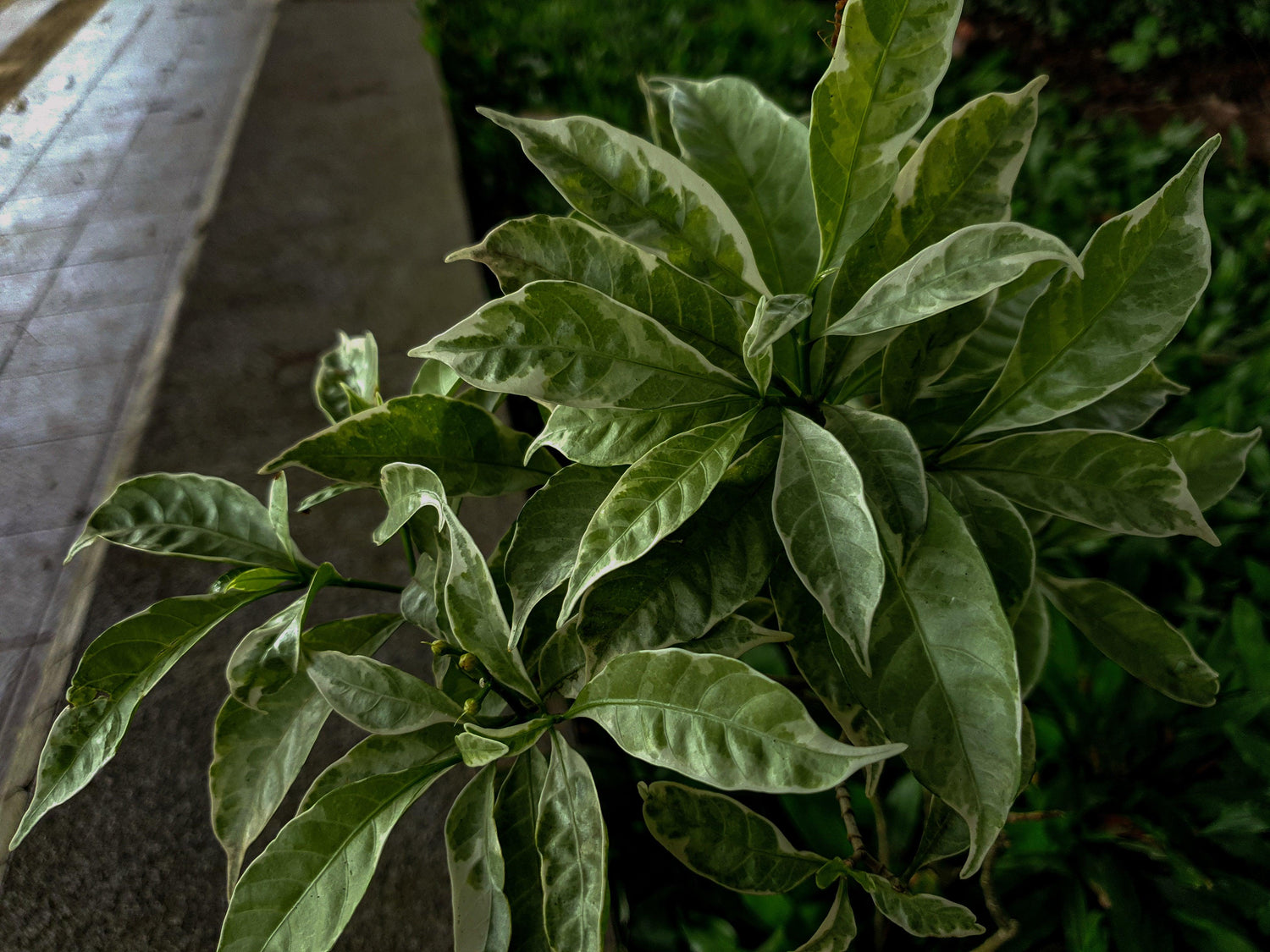 Pisonia Grandis Plant