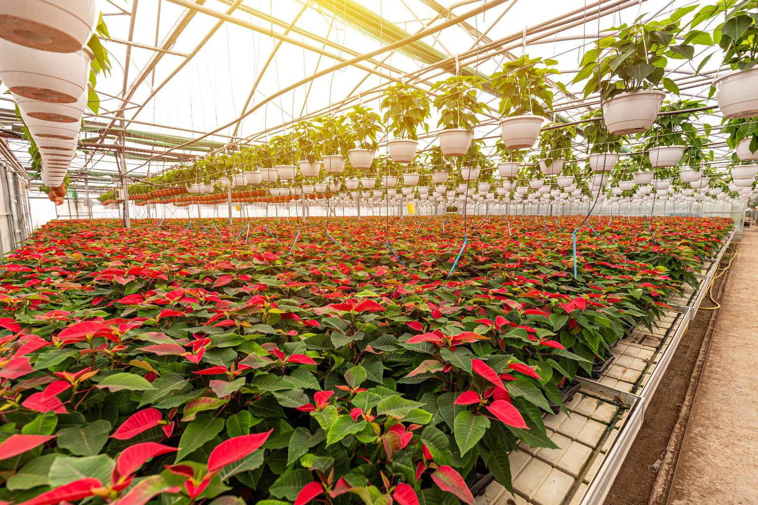 Pointsetia Plant