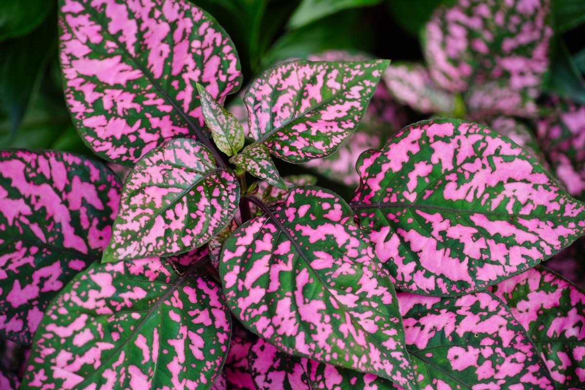 Polka Dot Plant