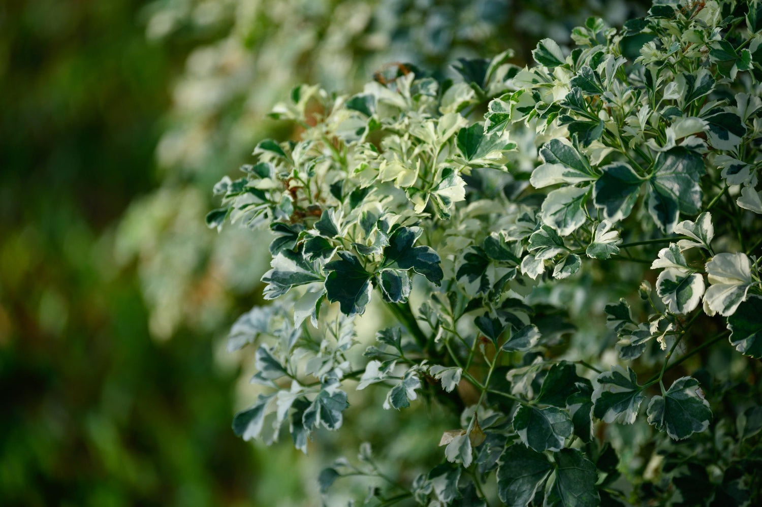 Polyscias Green Plant