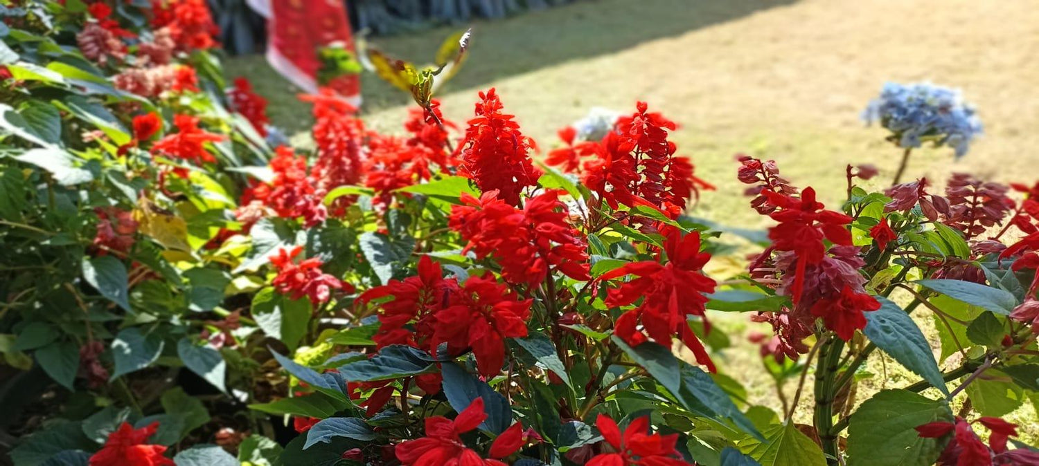 Red Salvia
