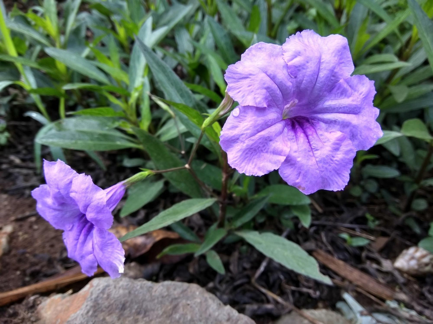 Ruellia Simplex Plant