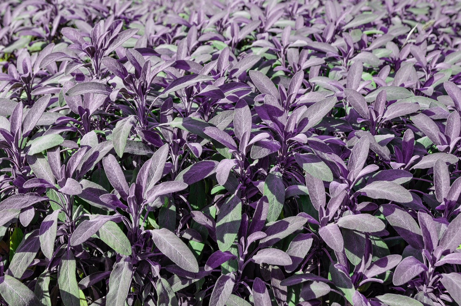 Purple Eranthemum Plant