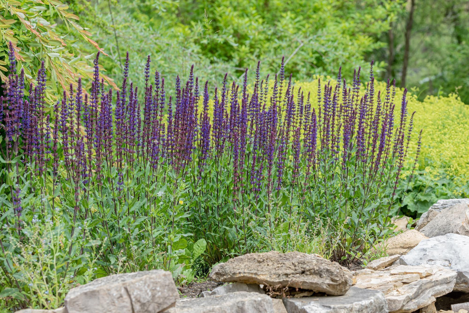 Salvia