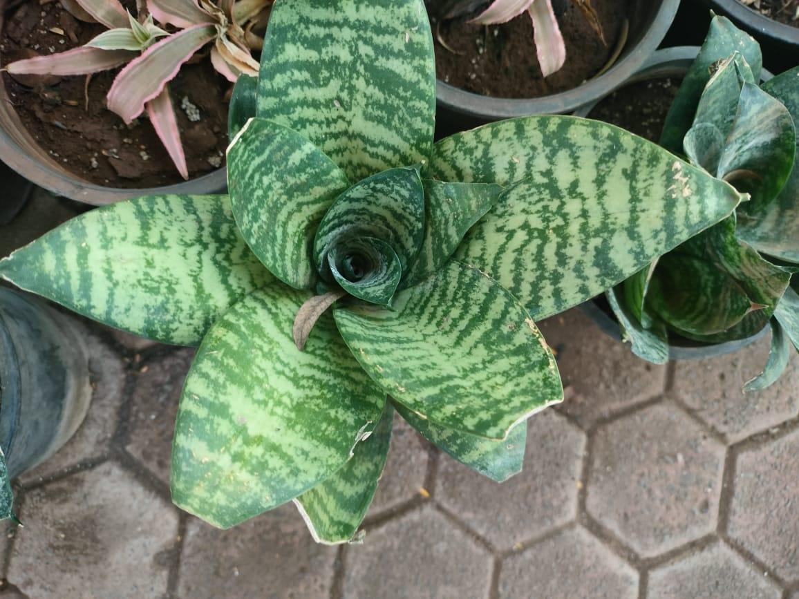 Sansevieria Golden Hahnii Plant