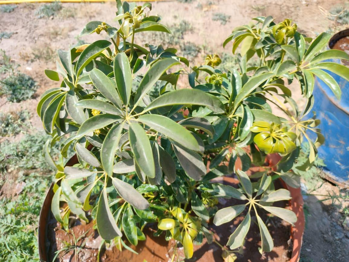 Scheflera green