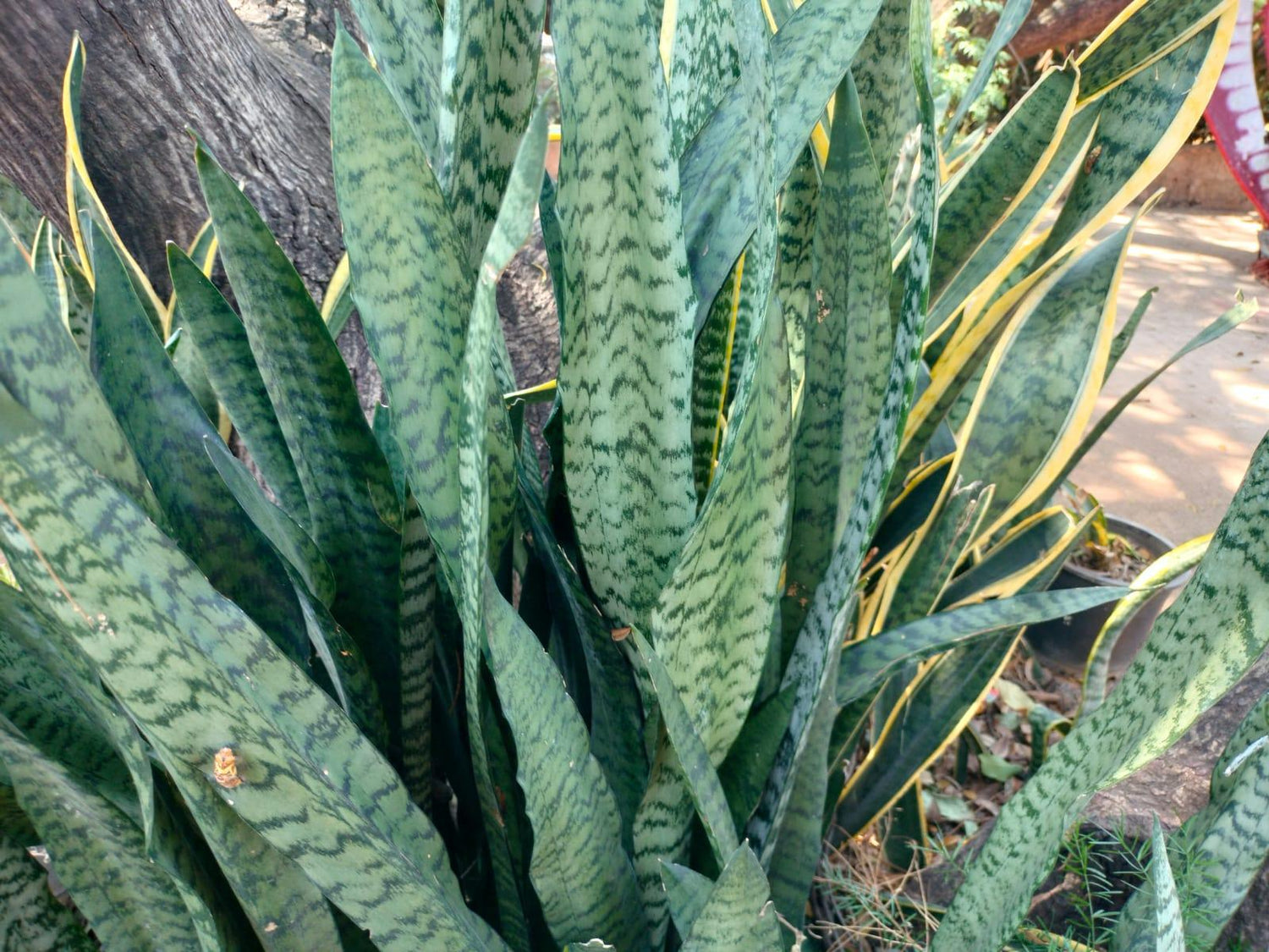 Snake plant