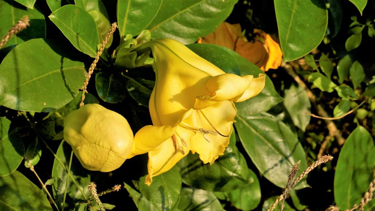 Thumbergia yellow Plant