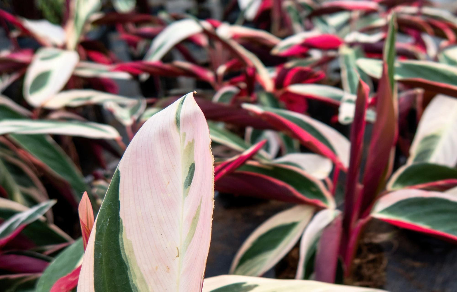 Stromanthe Plant
