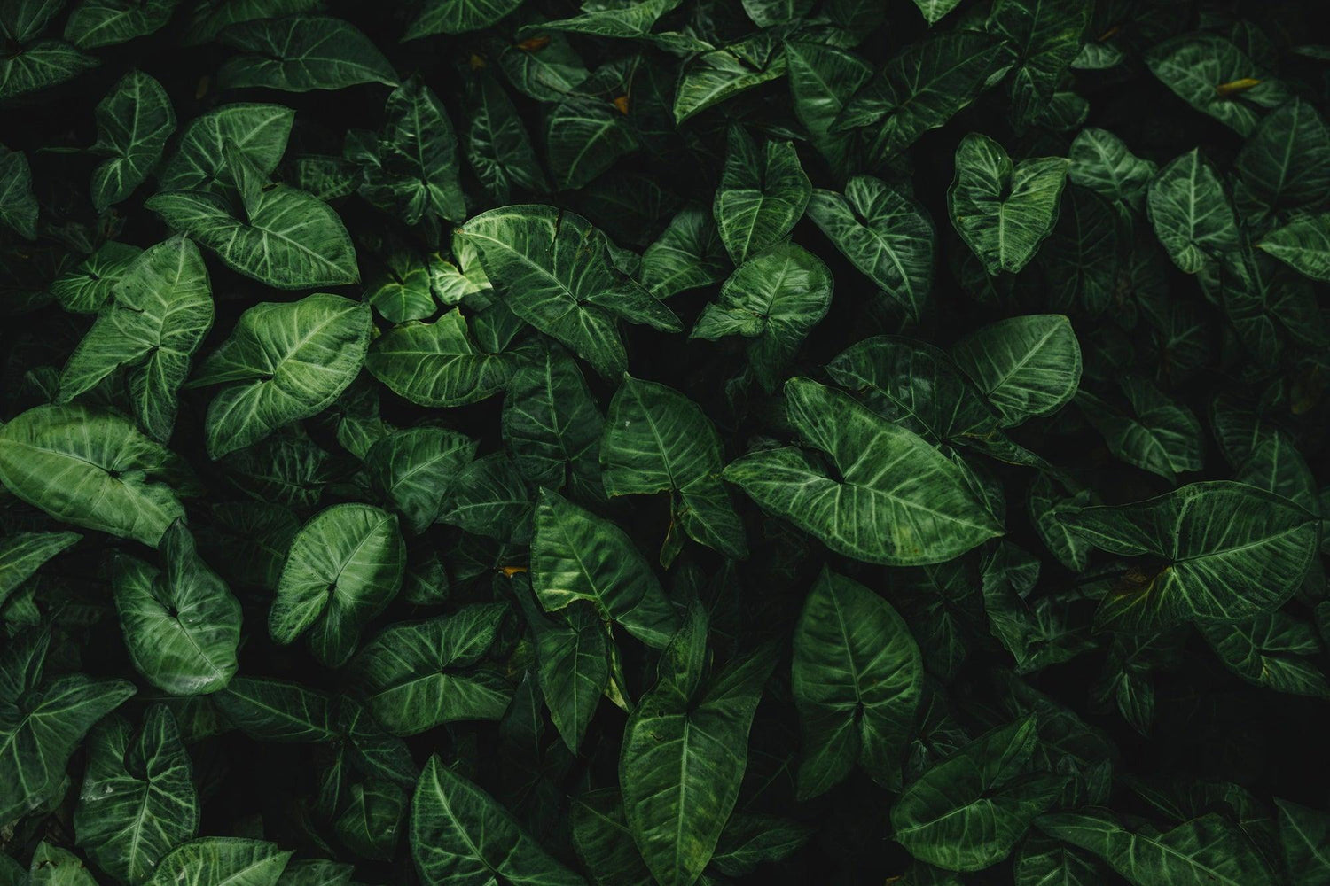 Syngonium plant
