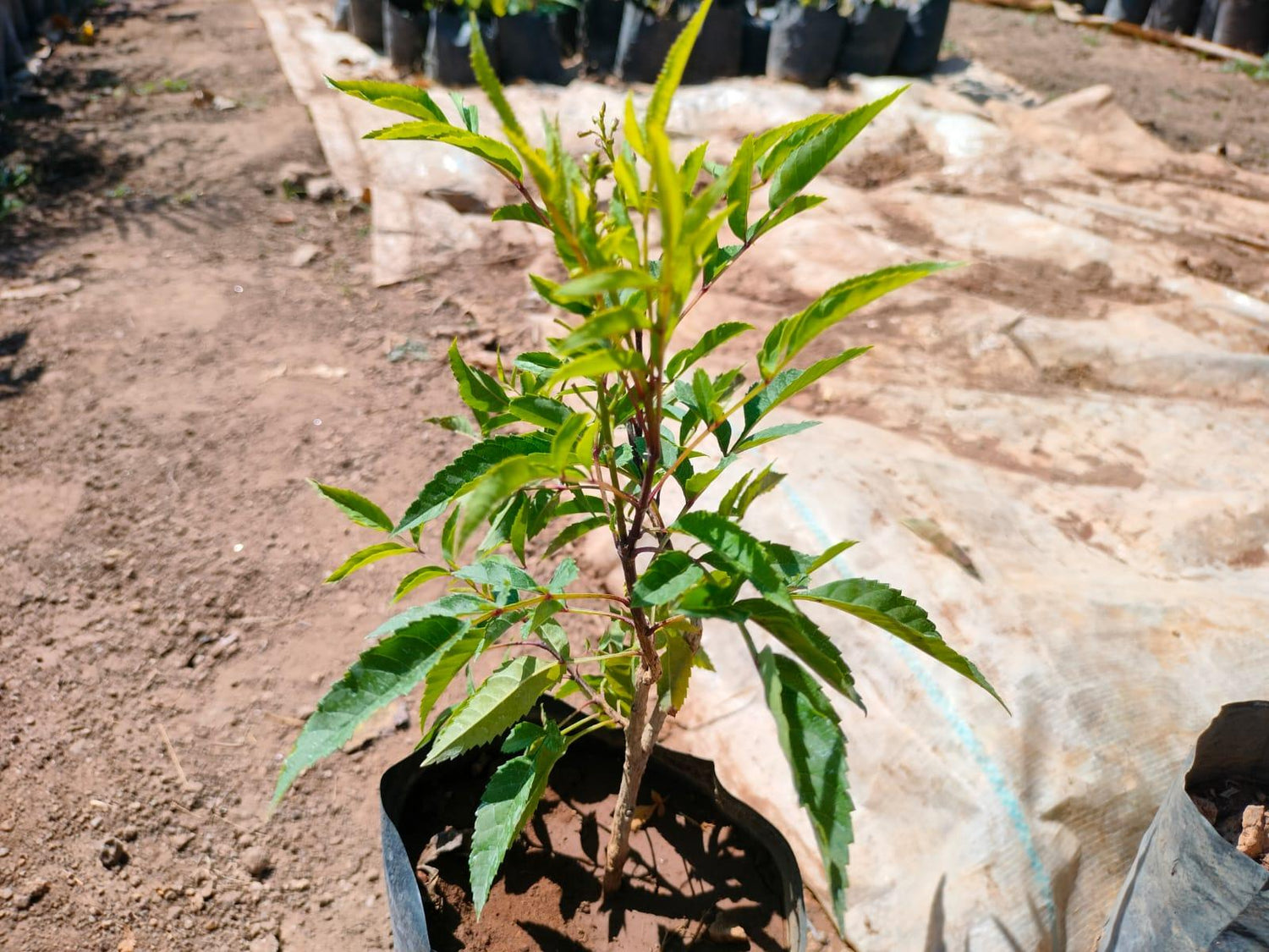 Ticoma
