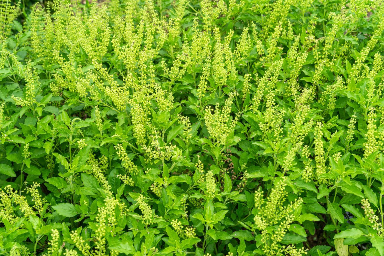 Tulsi Plant