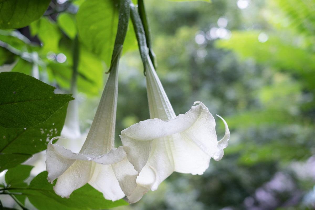 Thumbergia white Plant