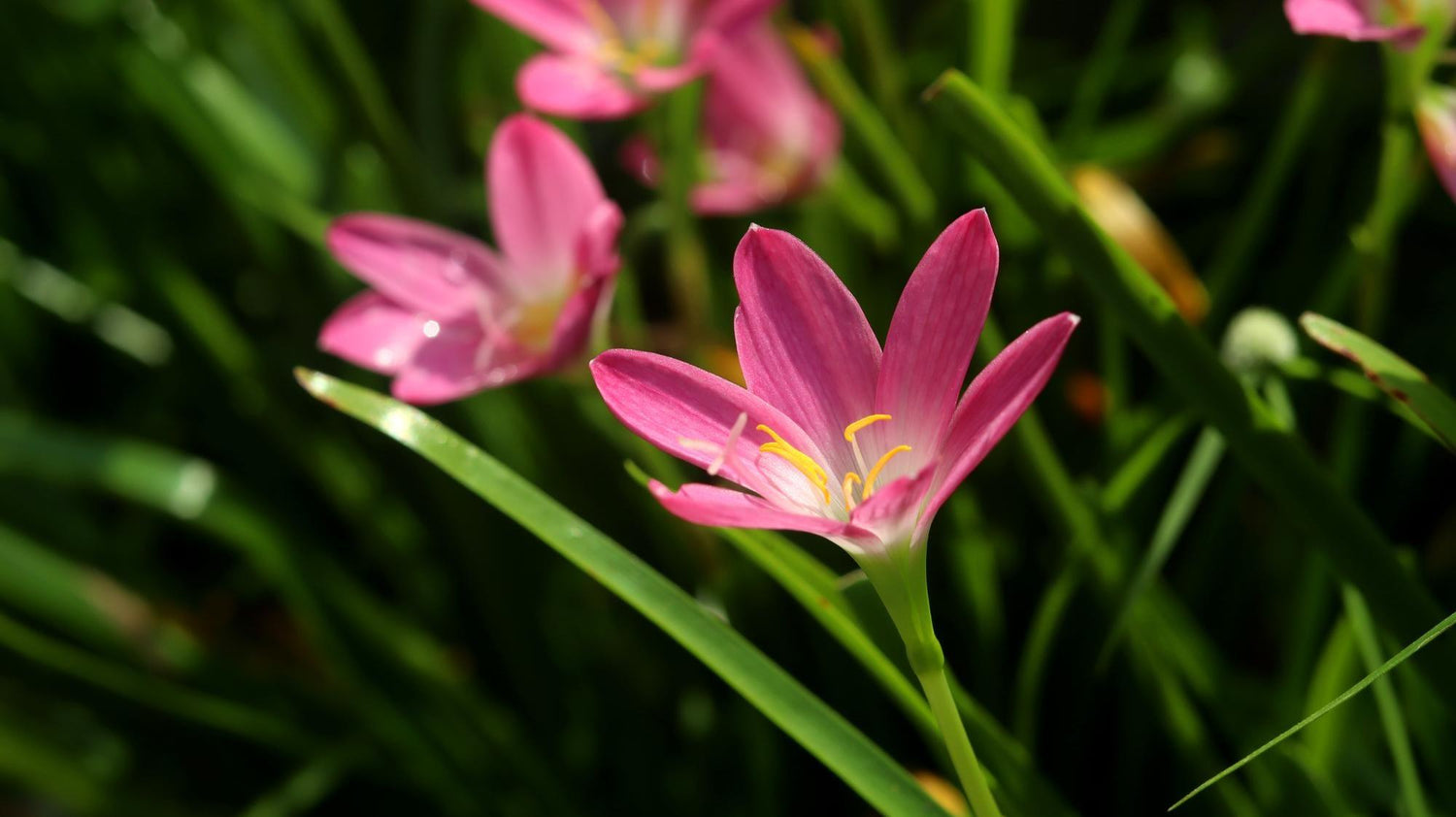 Zephyranthes Lily Plant