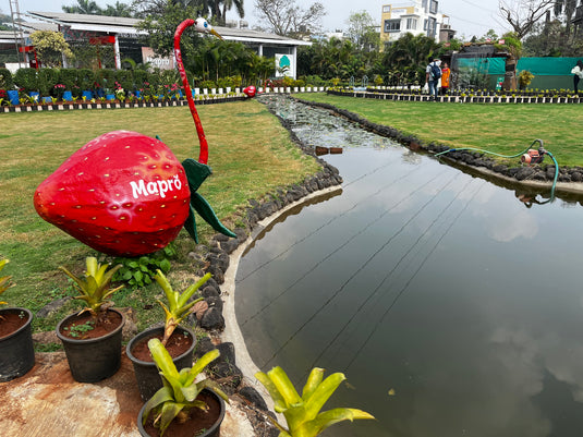 Mapro Lychee Visit Mapro Gardens At Mahabaleshwar. Panchgani & Lonavala
