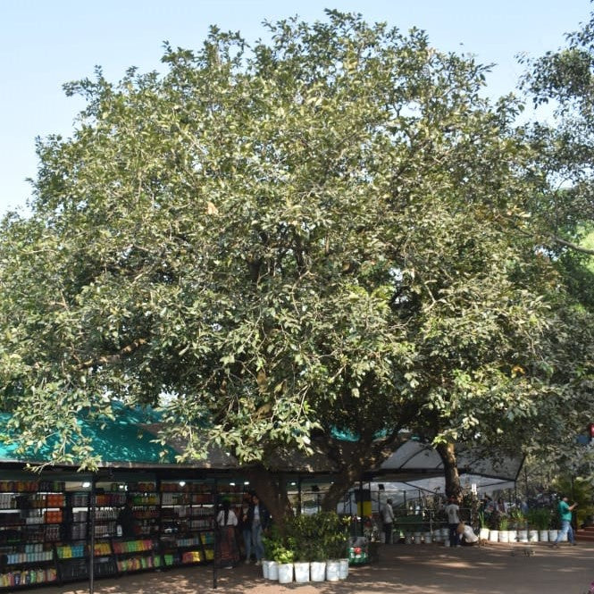 Mahabal Tree Visit Mapro Gardens At Mahabaleshwar. Panchgani & Lonavala